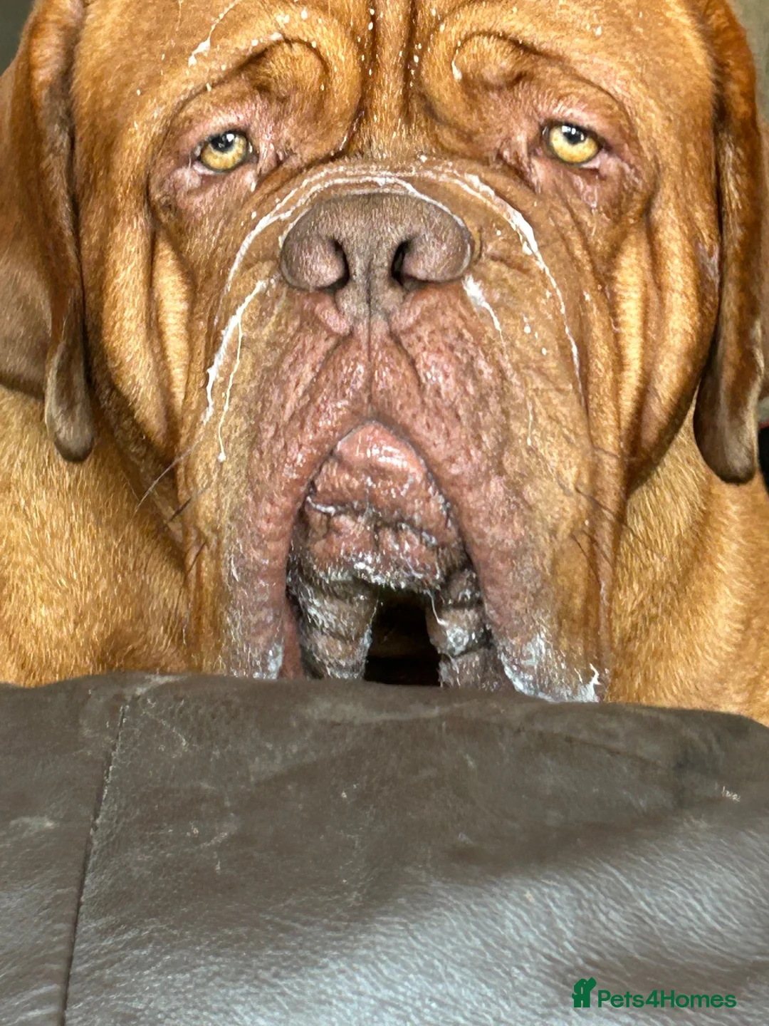 Dogue De Bordeaux dogs for stud: Douge de Bordeaux - Advert 2