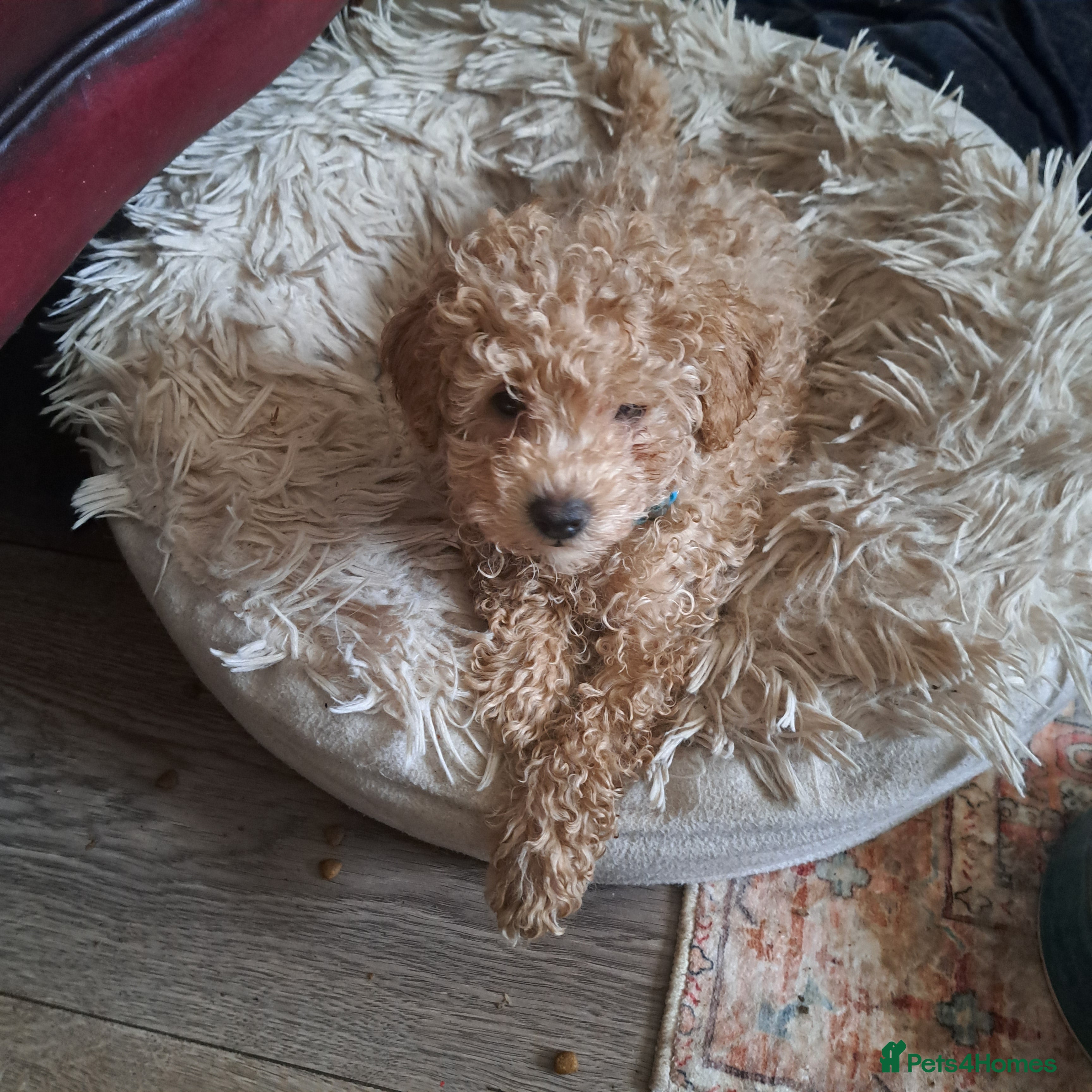 Toy Poodle dogs KC REG MIXED  LITTER TOY POODLES 1500 - Advert 5