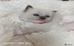 Ragdoll cats for sale: Adorable Ragdoll kittens - Image 2