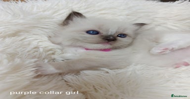 Ragdoll cats - Advert 3