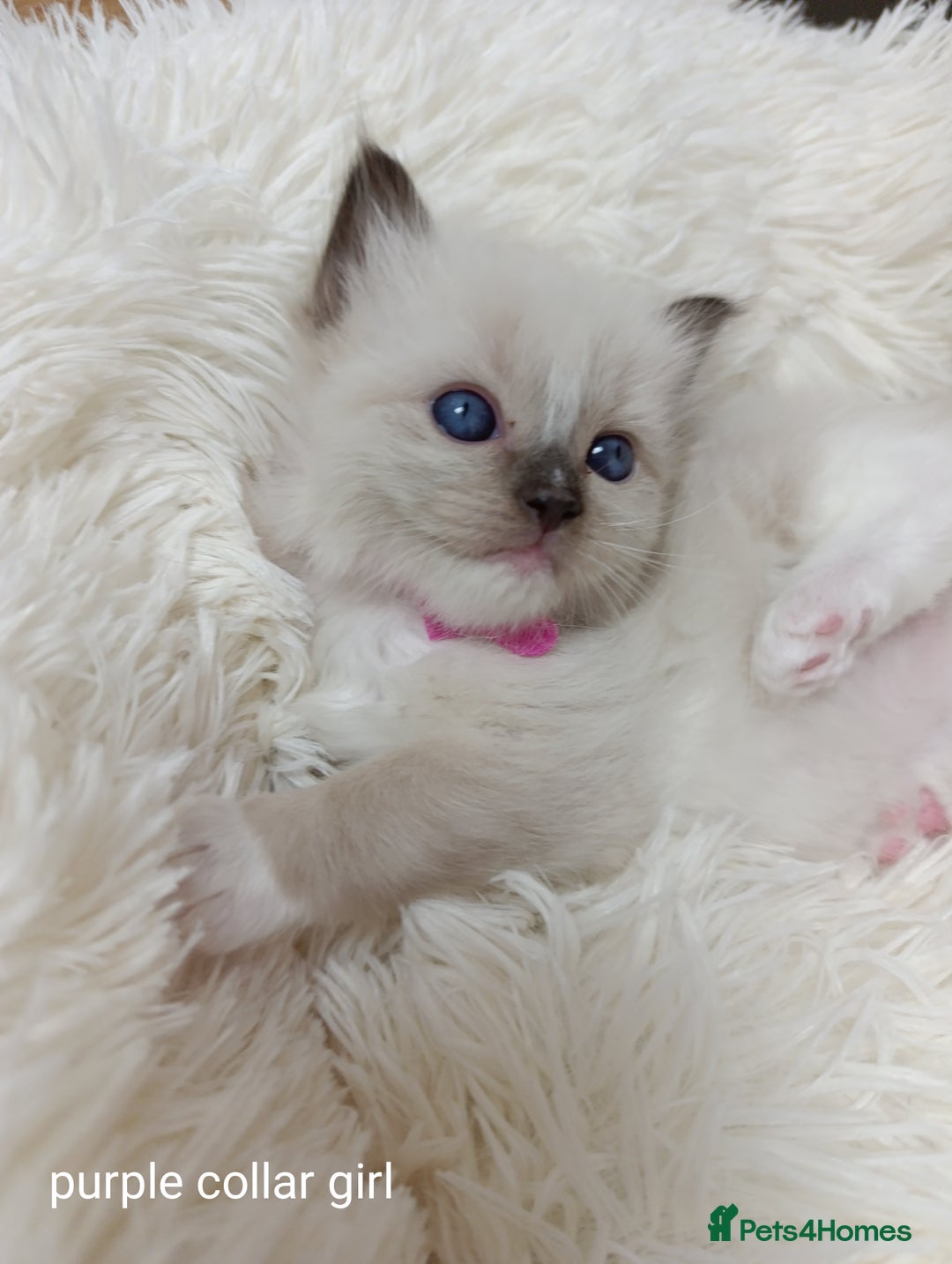 Ragdoll cats for sale: Adorable Ragdoll kittens - Image 2