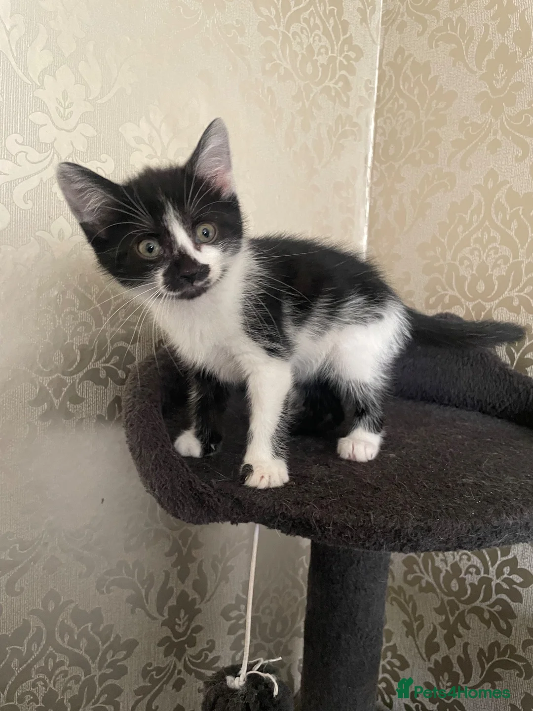 Mixed Breed cats for sale: 6 Beautiful Kittens ready to go  - Advert 16