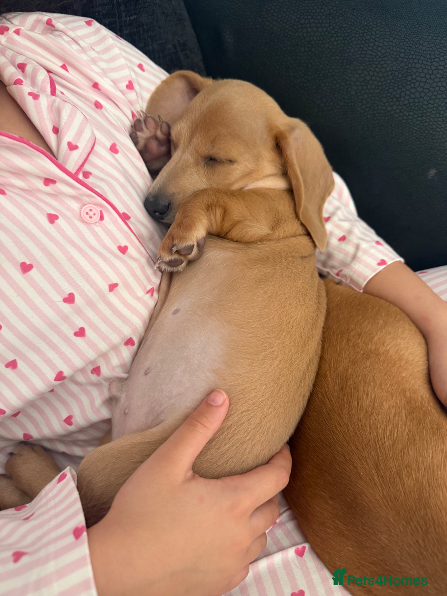 Miniature Dachshund dogs ✨ KC Smooth haired cream miniature dachshunds✨ - Advert 16