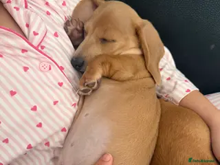 Miniature Dachshund dogs ✨ KC Smooth haired cream miniature dachshunds✨ - Advert 16