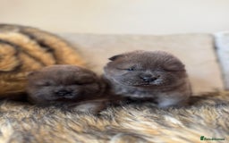Chow Chow dogs for sale: Show Quality Chows  - Image 5