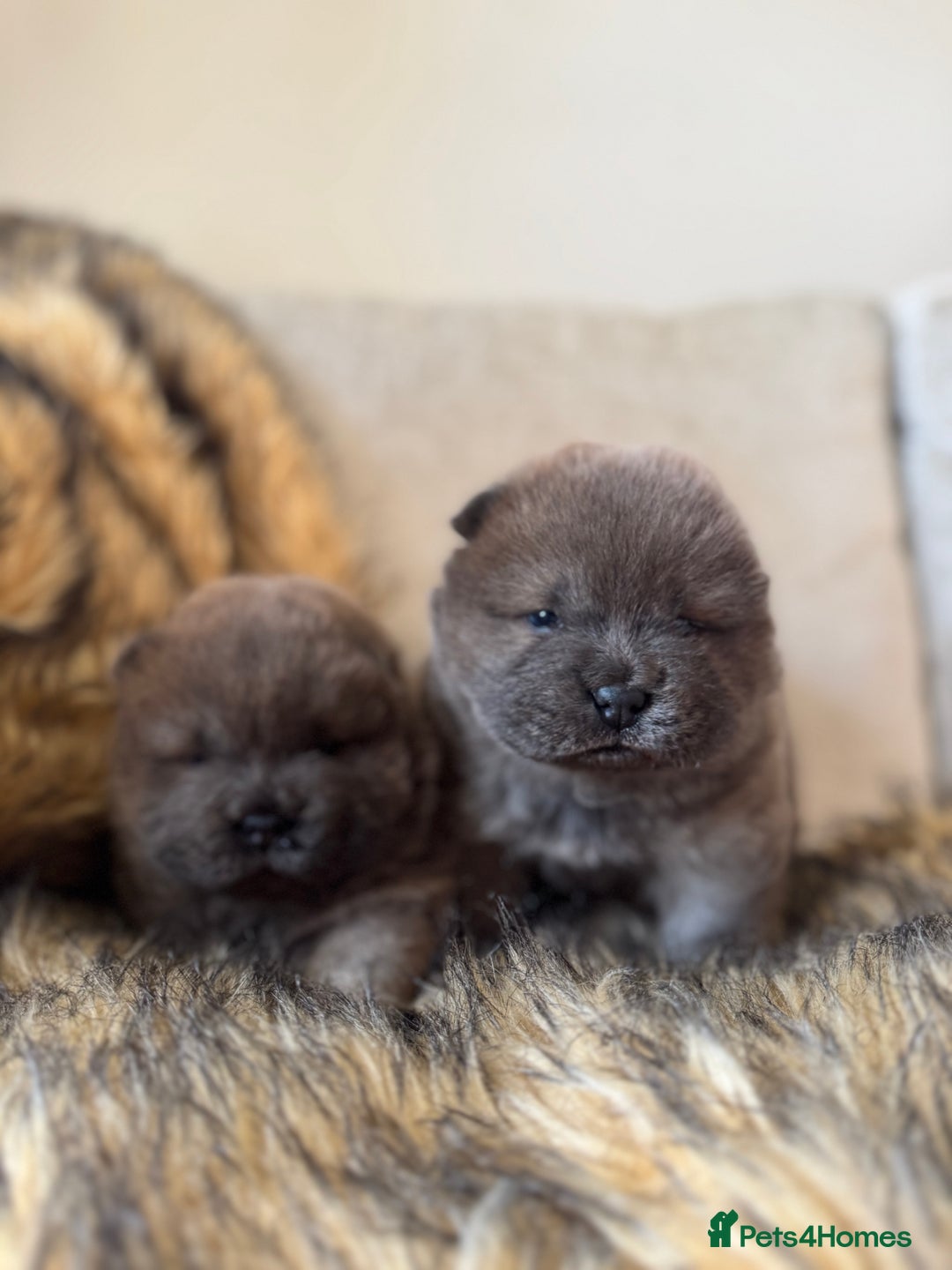 Chow Chow dogs for sale: Show Quality Chows  - Image 5