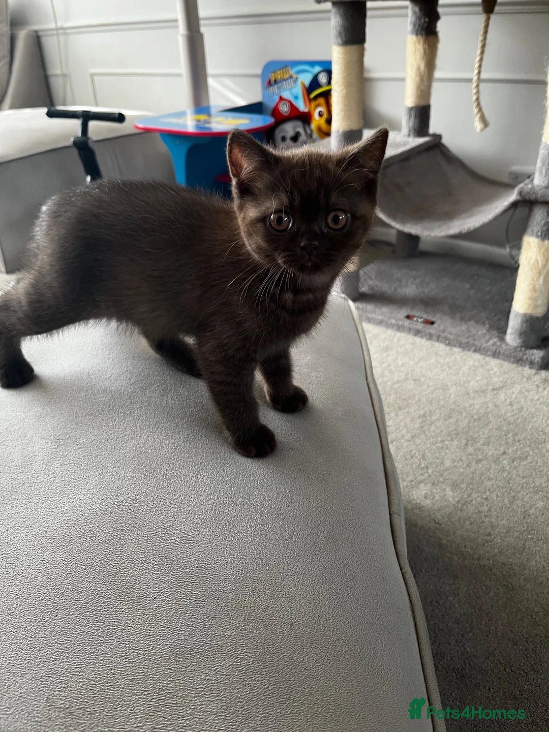 British Shorthair cats for sale: Chocolate BSH female - Advert 2