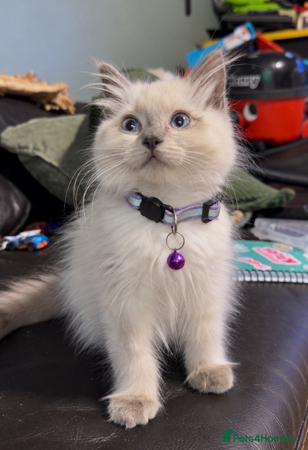 Ragdoll cats Ragdoll X British Shorthair READY NOW - Advert 15