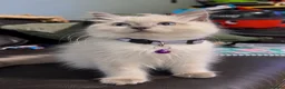 Ragdoll cats for sale: Ragdoll X British Shorthair READY NOW - Advert 2