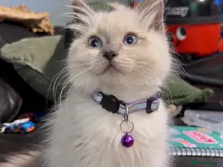 Ragdoll cats Ragdoll X British Shorthair READY NOW - Advert 15
