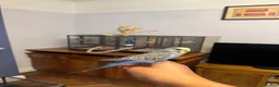 Budgerigars birds for sale: Hand Tame Baby Budgies - Advert 3