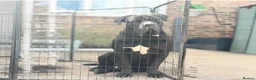 Cane Corso dogs for stud: Italian Bloodline Cane Corso male open for Stud - Advert 2