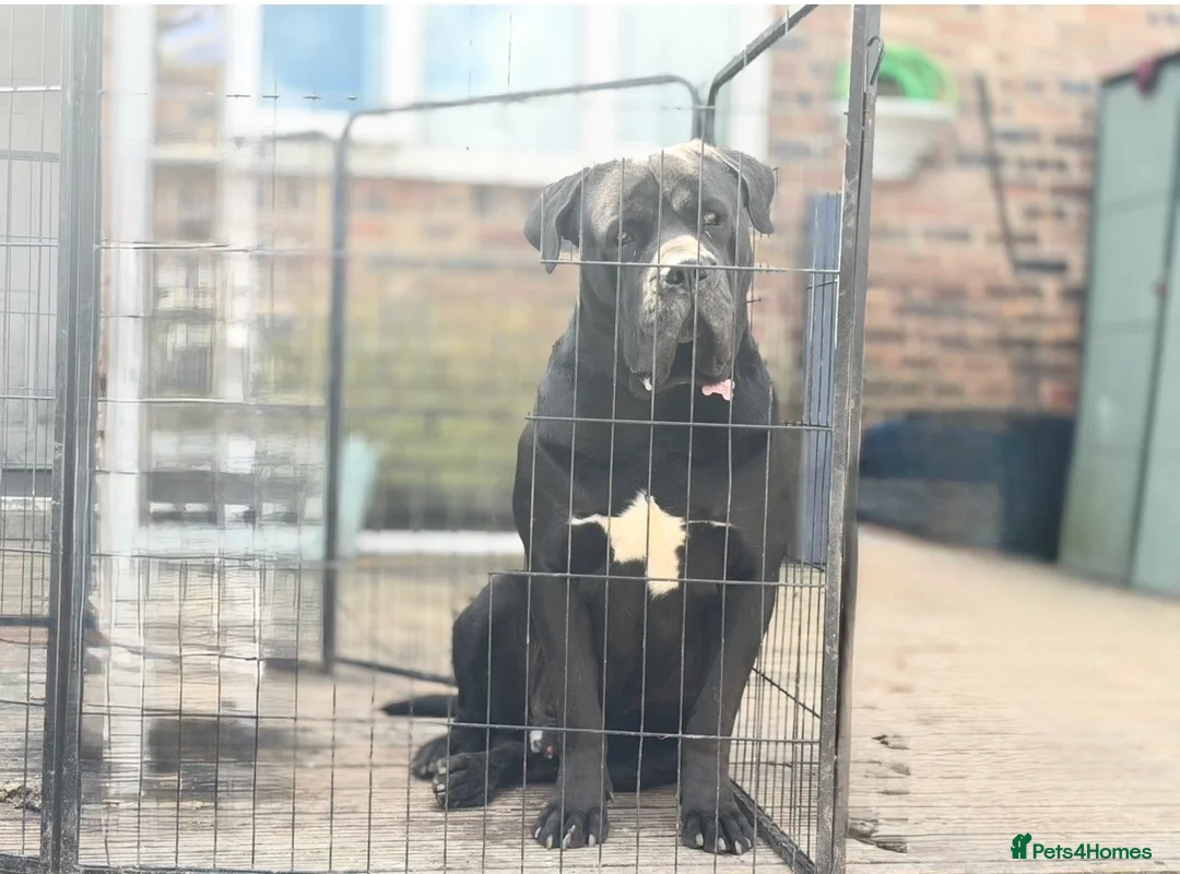 Cane Corso dogs for stud: Italian Bloodline Cane Corso male open for Stud - Advert 2