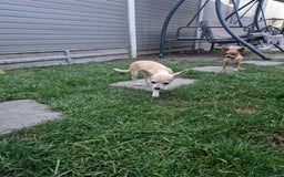 Chihuahua dogs for sale: Chihuahua puppies  - Image 4