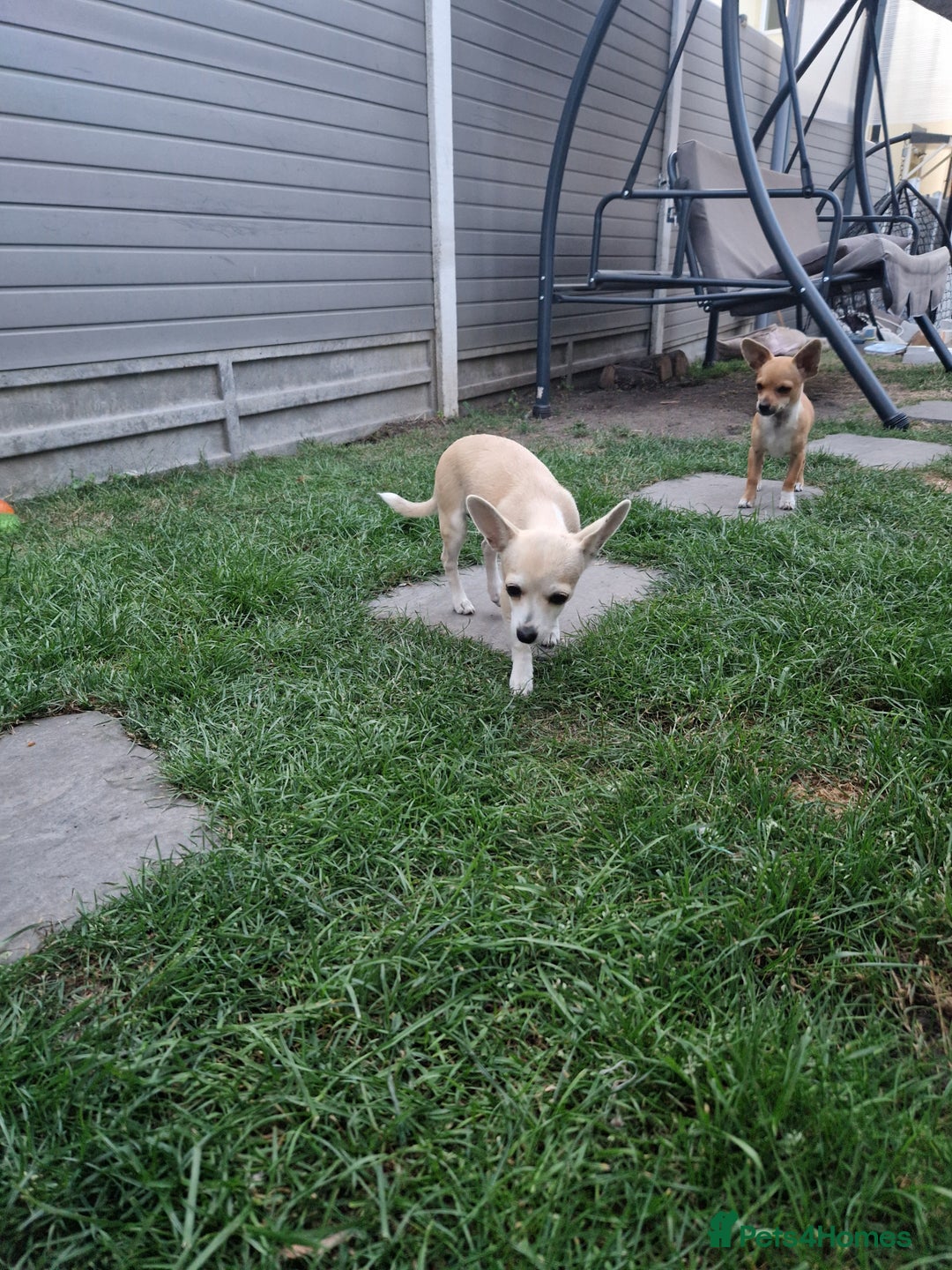Chihuahua dogs for sale: Chihuahua puppies  - Image 4