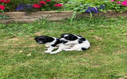 English Springer Spaniel dogs for sale: English Springer Spaniel Puppies for Sale - Image 18
