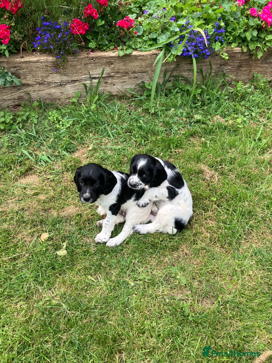 English Springer Spaniel dogs for sale: English Springer Spaniel Puppies for Sale - Image 18