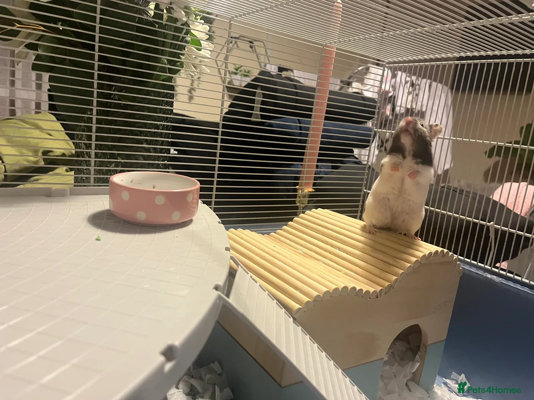 Hamster rodents for sale: Celine the Syrian hamster  - Advert 1