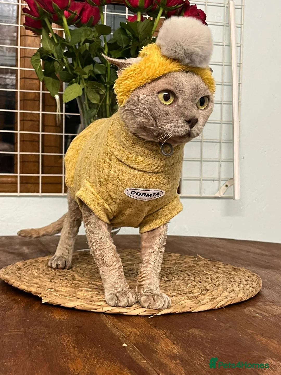 Devon Rex cats for stud: Devon Rex lilac - Advert 2