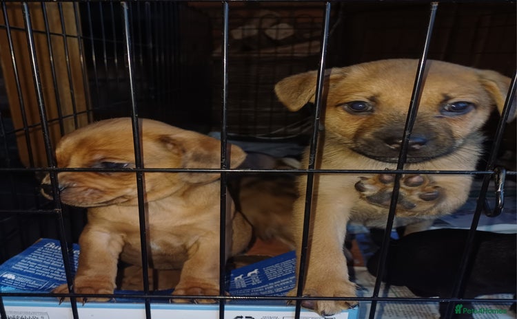 Mixed Breed dogs - Advert 2