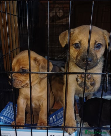 Mixed Breed dogs - Advert 2
