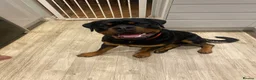 Rottweiler dogs for sale: 11 month old male rotweiller - Advert 1