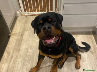 Rottweiler dogs 11 month old male rotweiller - Advert 1