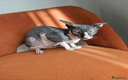 Sphynx cats for sale: Female Don sphynx cat for sale  - Image 1