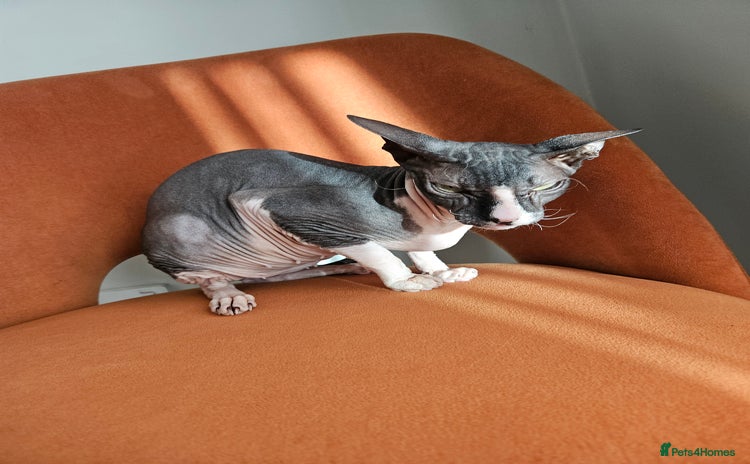 Sphynx cats - Advert 1