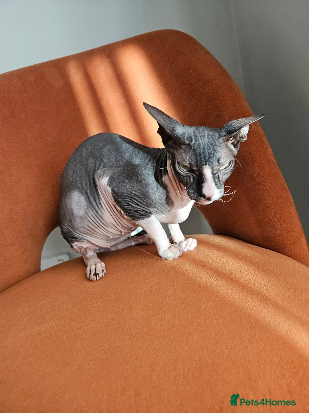 Sphynx cats for sale: Female Don sphynx cat for sale  - Image 1