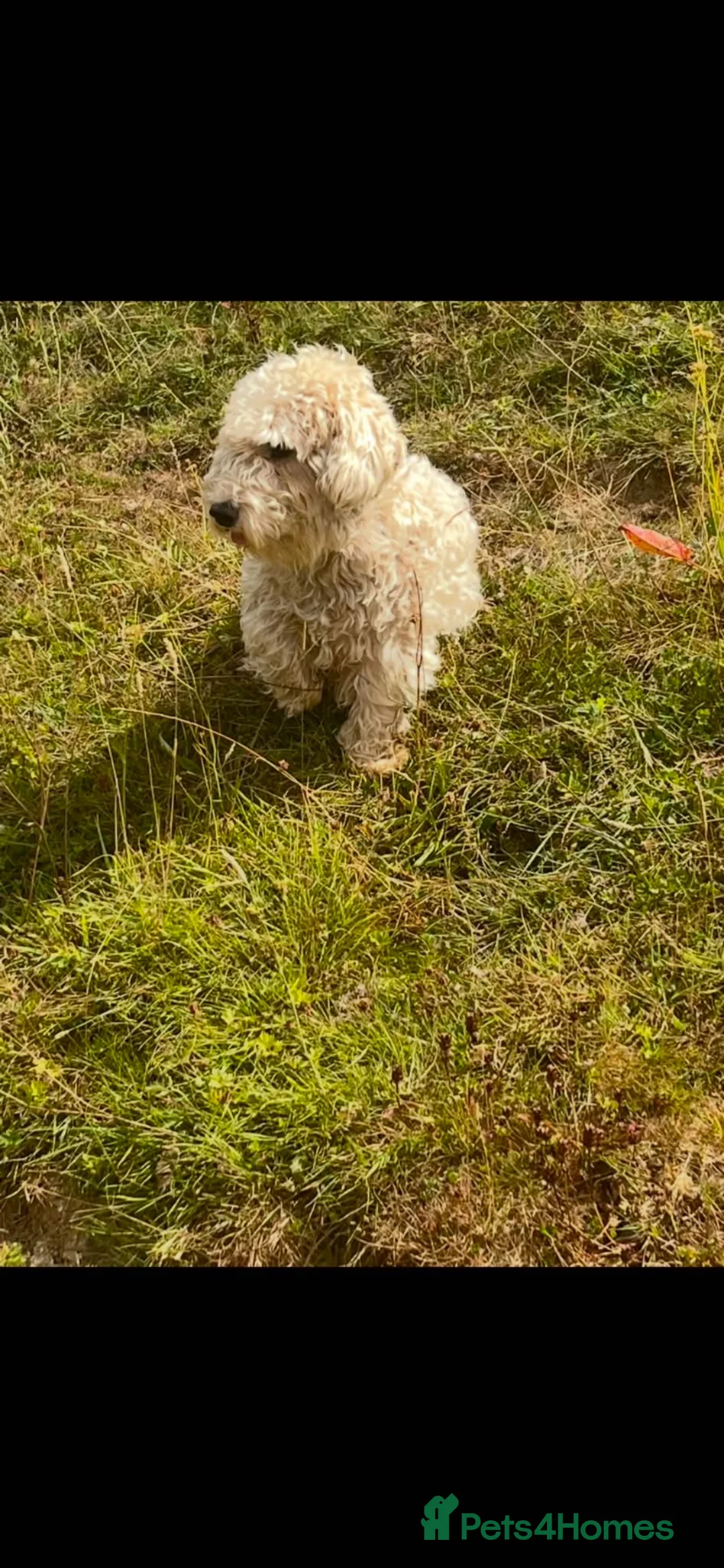 Sealyham Terrier dogs for sale: Sealyham puppies  - Advert 13
