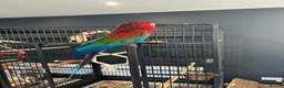 Macaws birds for sale: Green-Winged Macaw – Experienced Home Only, Surrey in Walton-on-Thames - Advert 2