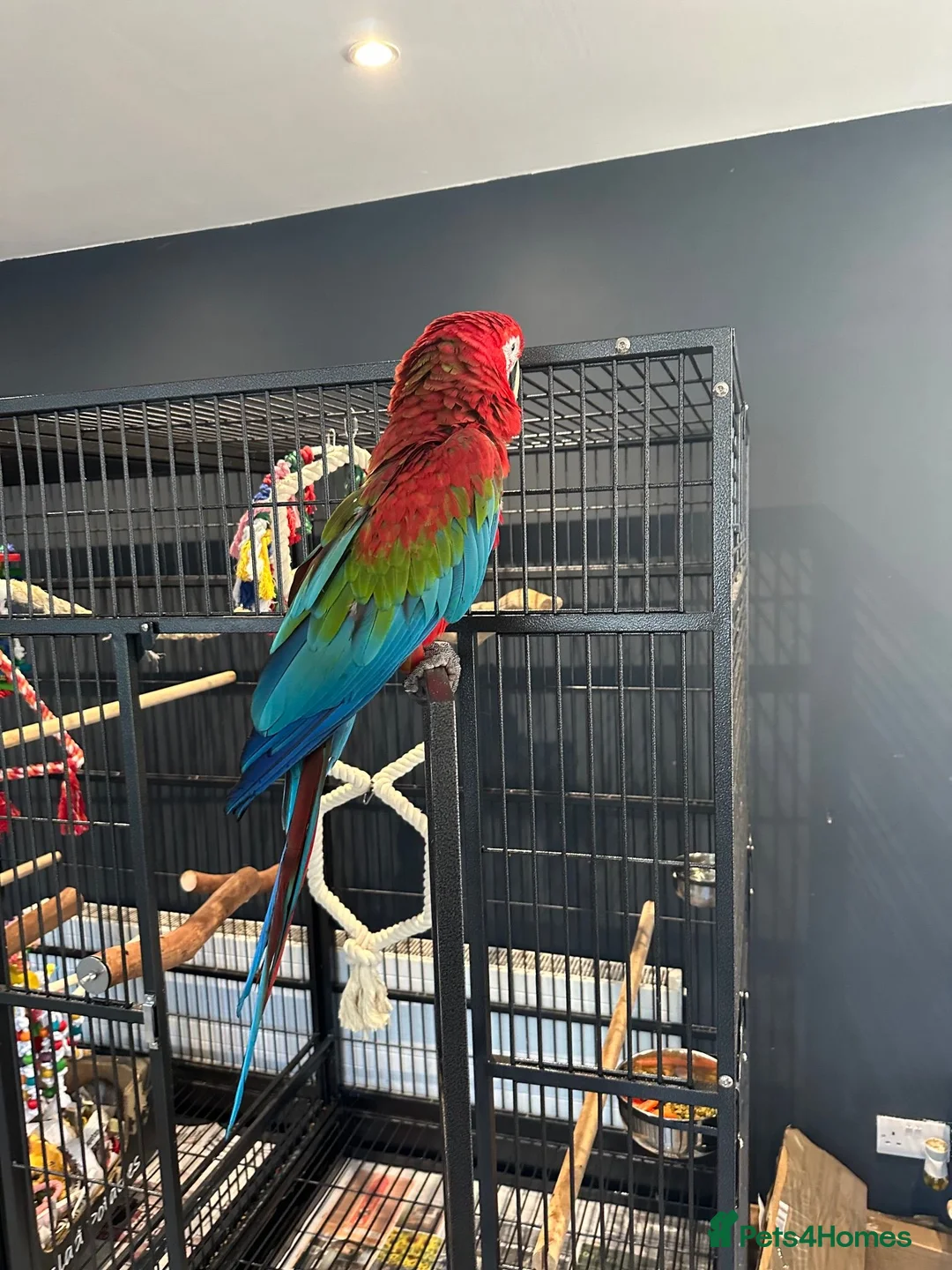 Macaws birds for sale: Green-Winged Macaw – Experienced Home Only, Surrey in Walton-on-Thames - Advert 2