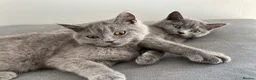 British Shorthair cats for sale: pure pedigreeBritish shorthairs kittens - Advert 6
