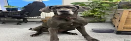 Great Dane dogs for sale: Ready to go! Blue Great Danes - 2 Girls Remaining! - Advert 25
