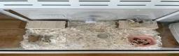 Hamster rodents for sale: One year old male dwarf hamster in London - Advert 4