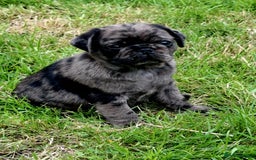 Pug dogs for sale: Pug puppies-Merle, panda and koi - Image 4