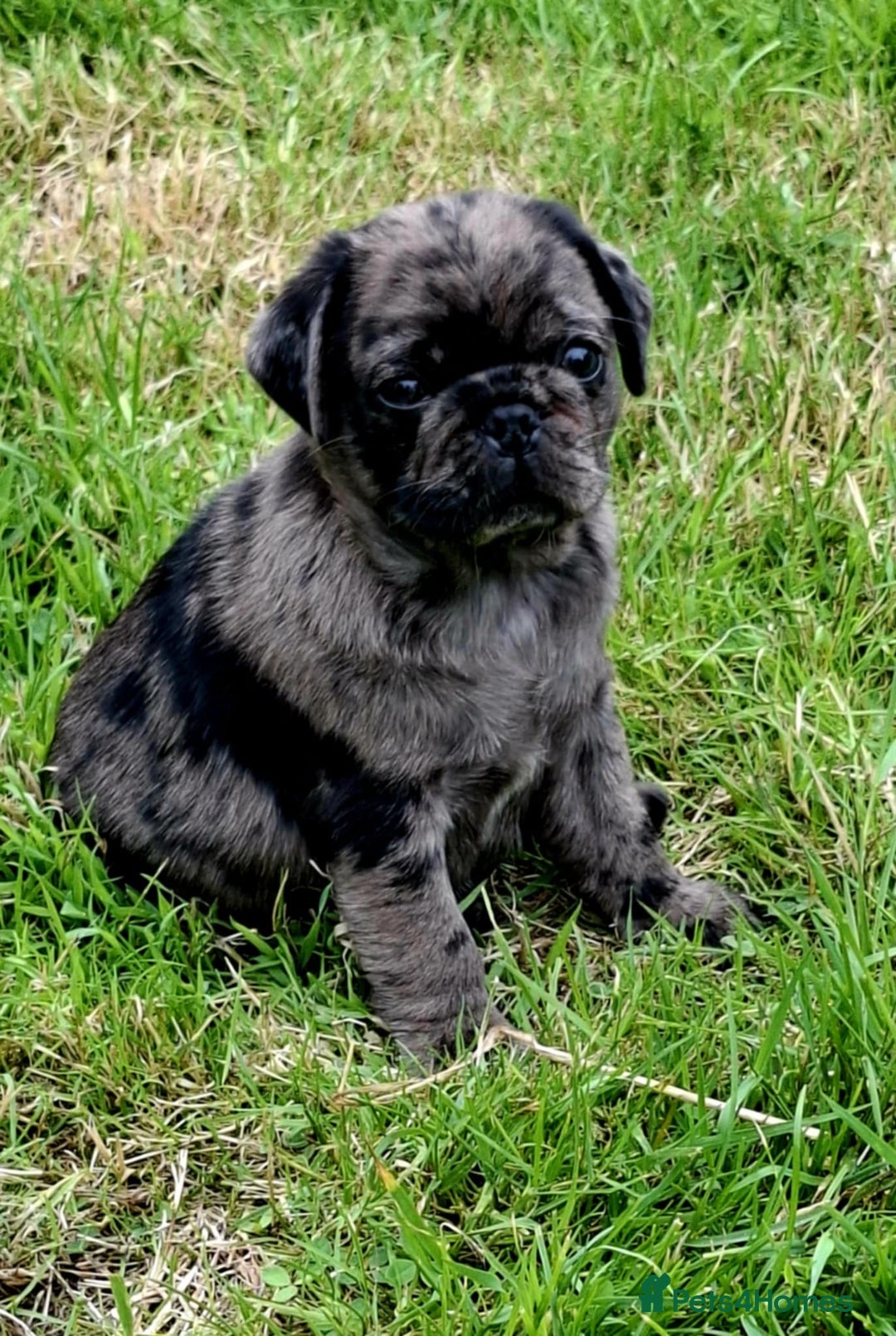 Pug dogs for sale: Pug puppies-Merle, panda and koi - Image 4
