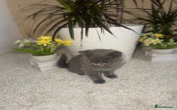 British Shorthair cats for sale: GCCF chunky blue British shorthair kittens😻🐾 - Image 6