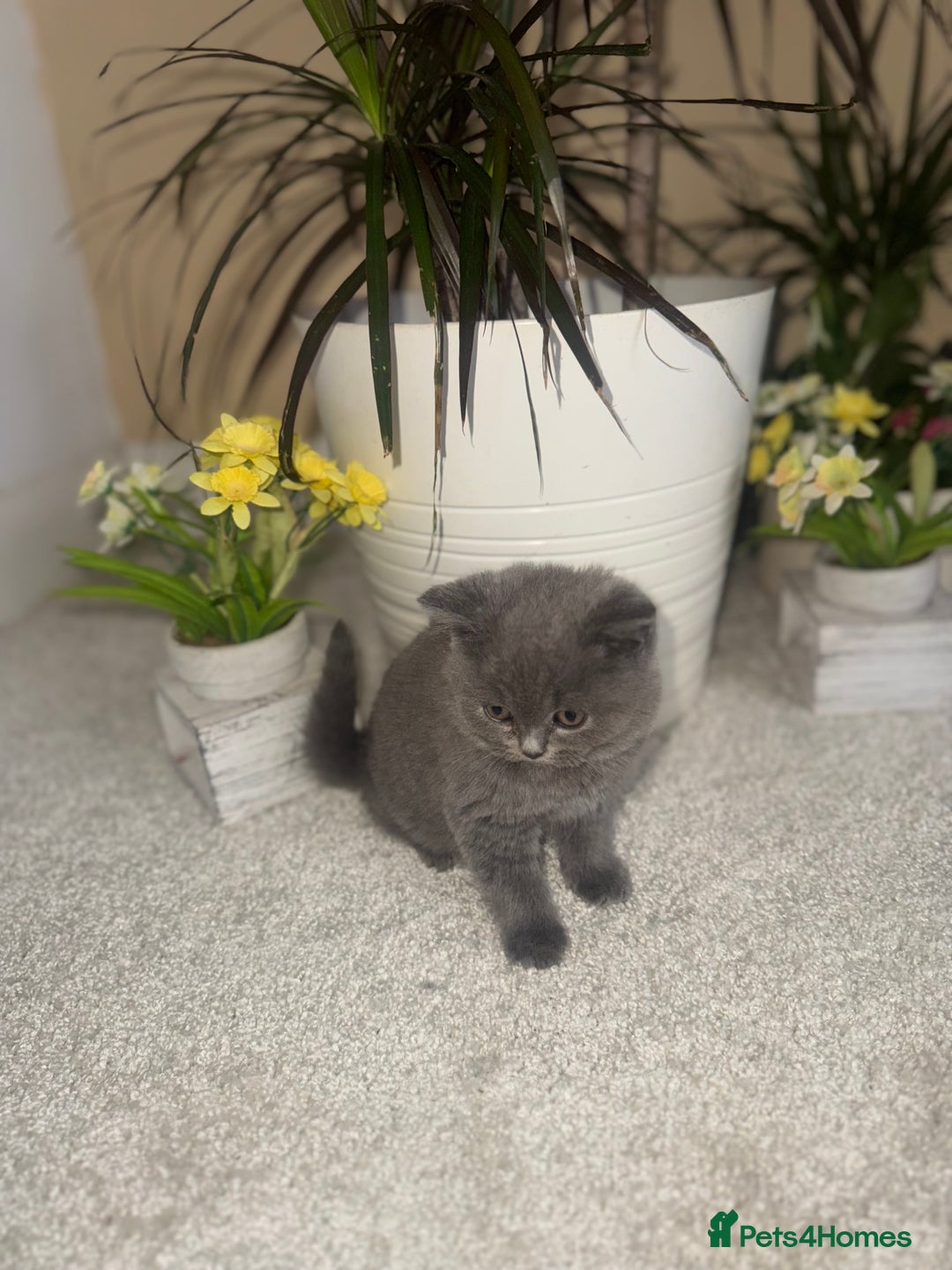 British Shorthair cats for sale: GCCF chunky blue British shorthair kittens😻🐾 - Image 6