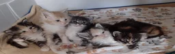 Maine Coon cats for sale: 5 x Stunning GCCF Registered Maine Coon Kittens - Advert 3