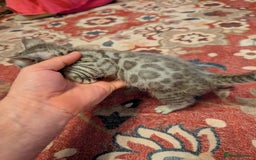 Bengal cats for sale: 7 Beautiful kittens are looking for a forever home - Image 9
