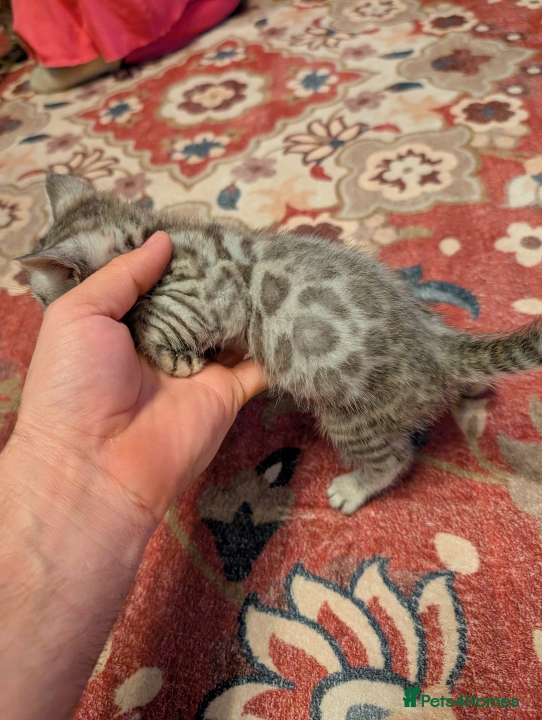 Bengal cats for sale: 7 Beautiful kittens are looking for a forever home - Image 9