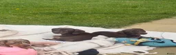Miniature Dachshund dogs for sale: READY TO GO ! Miniature smooth haired dachshund - Advert 3