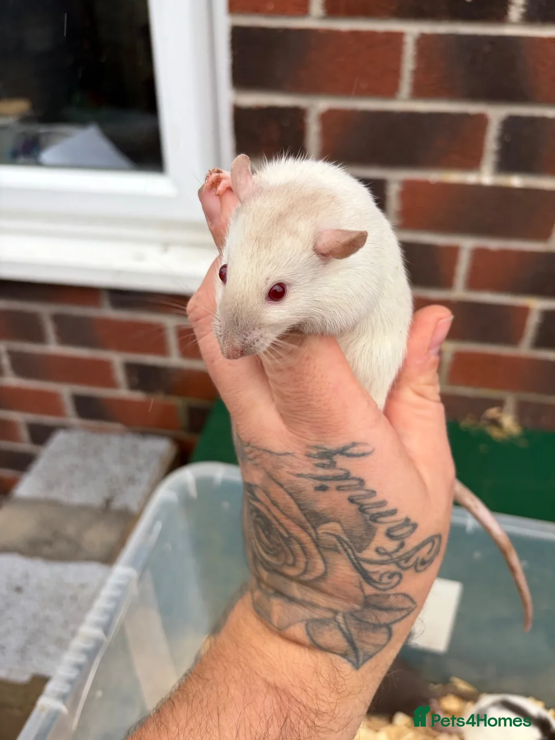 Rat rodents for sale: Male rats for sale  - Advert 6