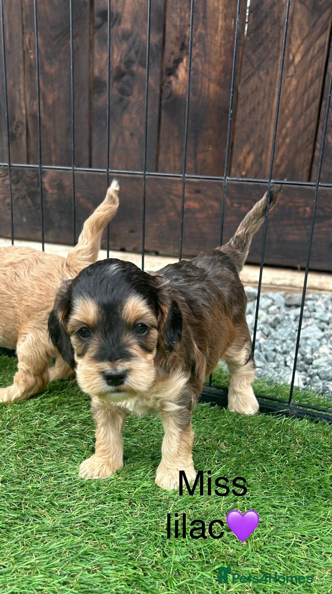 Cockapoo dogs for sale: F1 COCKAPOO PUPPIES 5🌟 LICENSED BREEDER  - Image 14