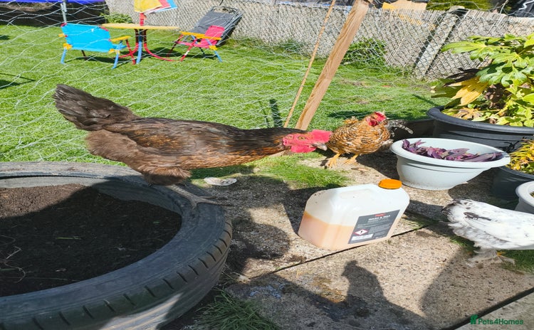 Chickens poultry - Advert 1