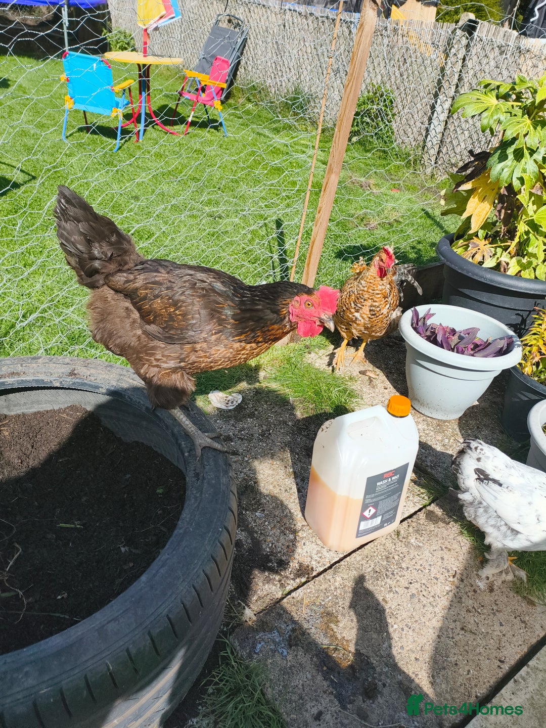 Chickens poultry for sale: 7 chickens looking for new home  - Image 1