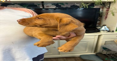 Labrador Retriever dogs - Advert 1