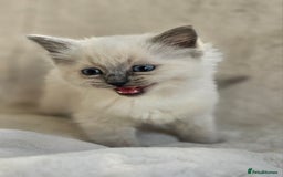 Ragdoll cats for stud: HANDSOME BOY-BLUE MITTED GCCF /TICA  AVALIABLE  - Advert 19